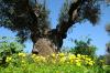 Primavera